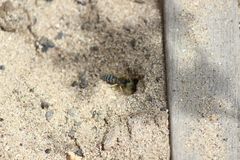 Bembix americana comata