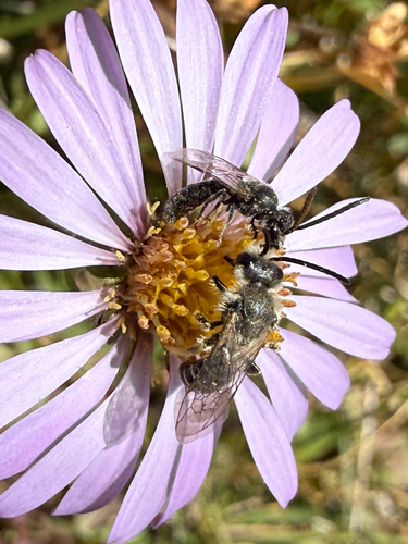 iNaturalist observation photo of White-banded Sweat Bee