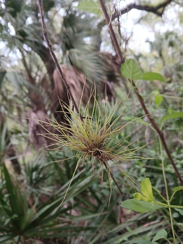 Tillandsia setacea, photograph 2