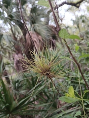 Tillandsia setacea, photograph (c) xanderferret, some rights reserved (CC BY)