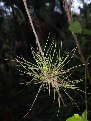 Tillandsia setacea, photograph 3