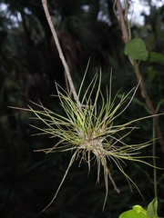 Tillandsia setacea, photograph (c) xanderferret, some rights reserved (CC BY)