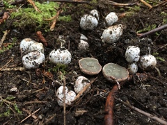 Hysterangium separabile