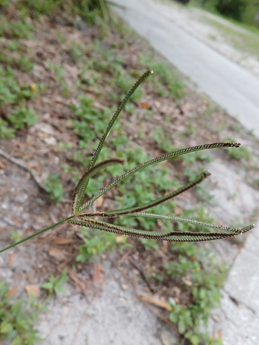 Eustachys petraea, photograph 3