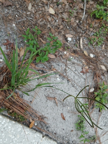 Eustachys petraea, photograph 4