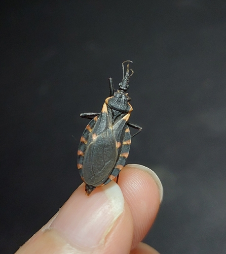 Eastern Bloodsucking Conenose