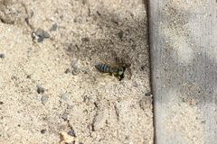 Bembix americana comata