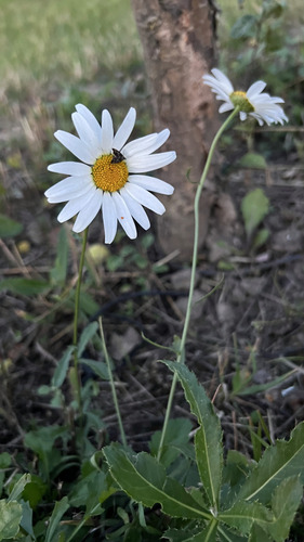 Наблюдение на iNaturalist