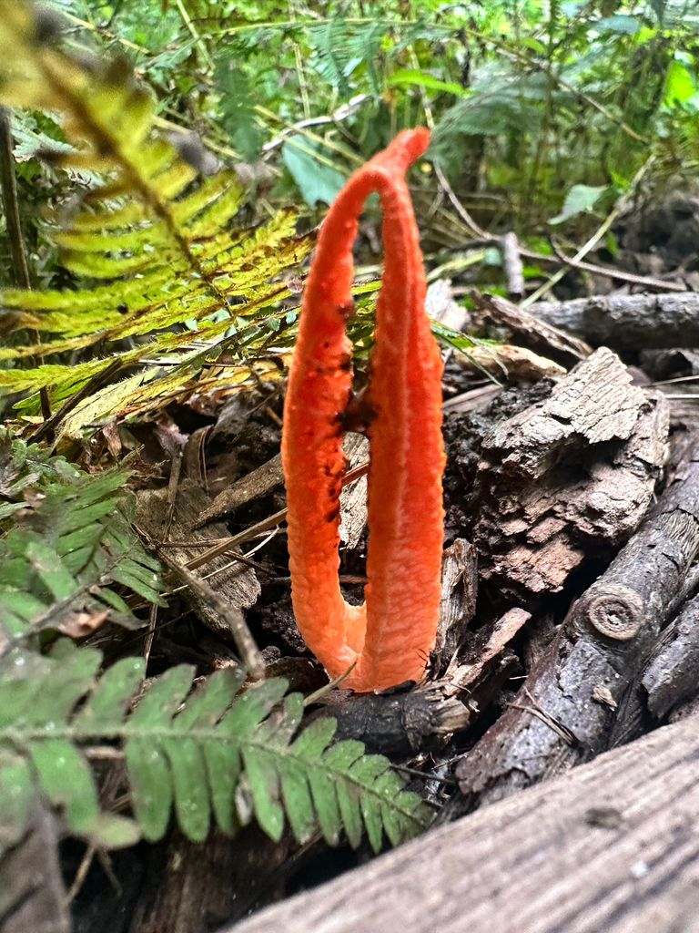 stinky squid · August 2026 · photo: Photo: (c) Ana Ka'ahanui, some rights reserved (CC BY) · iNaturalist