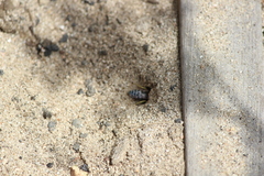 Bembix americana comata