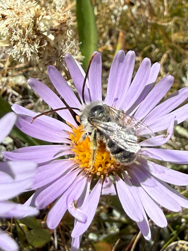 iNaturalist observation photo of Longhorn Bees