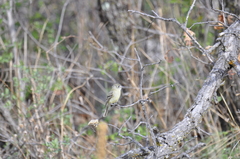 Empidonax occidentalis