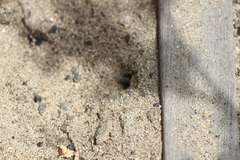 Bembix americana comata