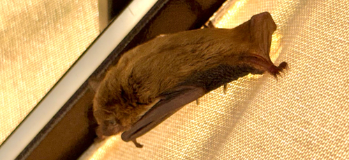 Evening Bat observed by msciortino