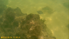 Diplodus