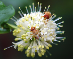 Copestylum sexmaculatum