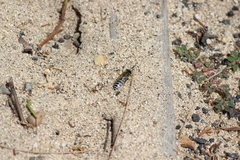 Bembix americana comata