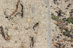 Bembix americana comata