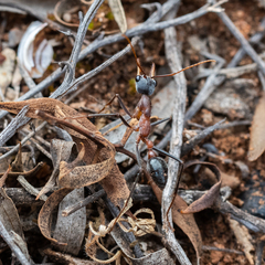 Myrmecia fuscipes