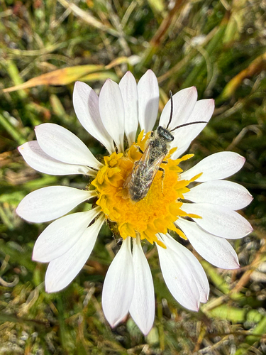 iNaturalist observation photo of Bees