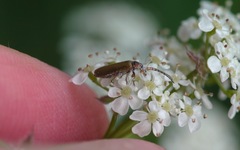 Rhagonycha nigriventris
