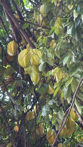 Averrhoa carambola observed 2026-08-29