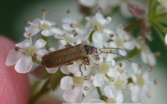 Rhagonycha nigriventris