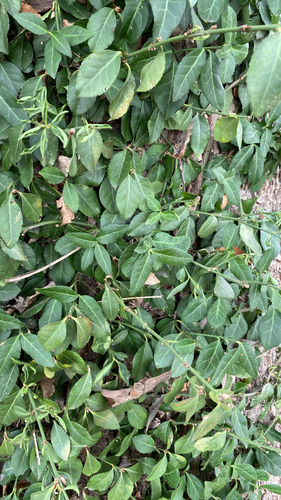 fortune's spindle