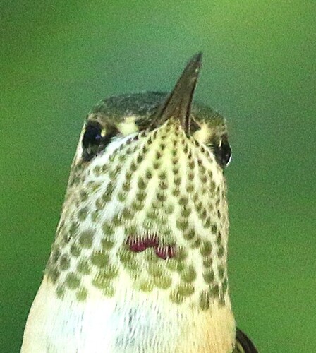 Calliope Hummingbird