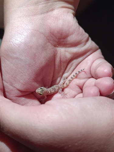 Mediterranean House Gecko
