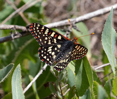 Euphydryas chalcedona chalcedona