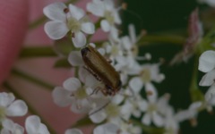 Rhagonycha nigriventris