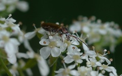 Rhagonycha nigriventris