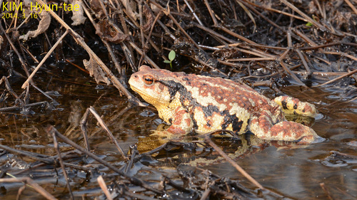 Bufo sachalinensis