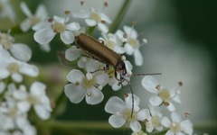 Rhagonycha nigriventris