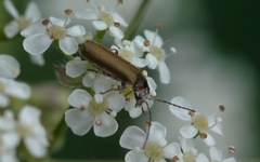 Rhagonycha nigriventris