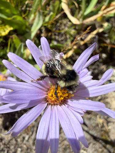 iNaturalist observation photo of Vancouver Bumble Bee