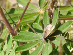 Callophrys irus irus