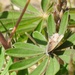 Callophrys irus irus - Photo 由 Matt B 所上傳的 (c) Matt B，保留部份權利CC BY-NC