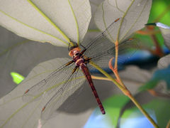 Austrocordulia refracta