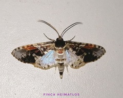 Microsca pulchelloides
