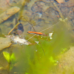 Limnoporus dissortis
