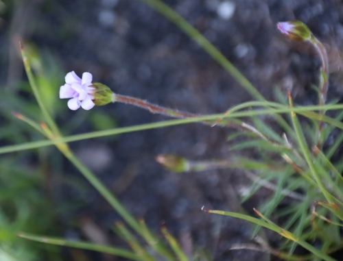 Zyrphelis taxifolia, 2026-08-12