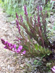 Polygala polygama