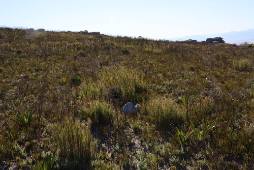 Pseudopentameris macrantha