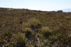 Pseudopentameris macrantha