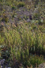 Pseudopentameris macrantha, photograph (c) Tony Rebelo, some rights reserved (CC BY-SA)