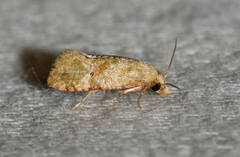 Platphalonidia magdalenae