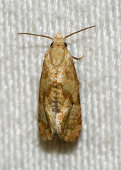Platphalonidia magdalenae