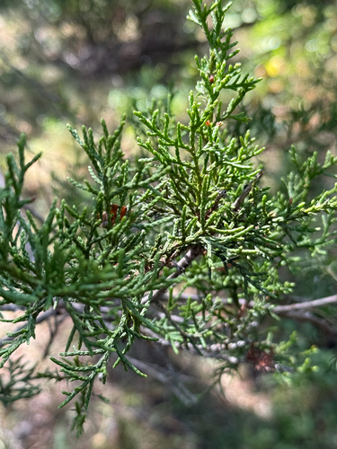 Juniperus ashei, photograph 6